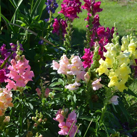 Jardin 50 Graines Fleurs De Muflier Grand Varié Gueule De