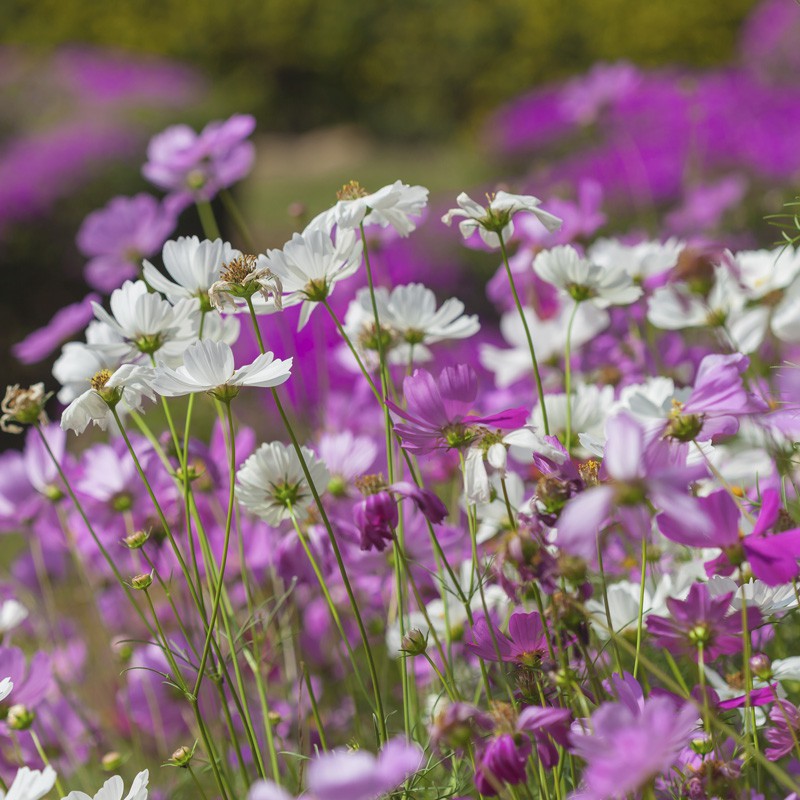 Cosmos Sensation Grandes Fleurs Variés Ernest Turc