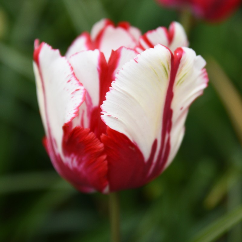 https://www.ernestturcboutique.com/7780-thickbox_default/tulipe-perroquet-estella.jpg