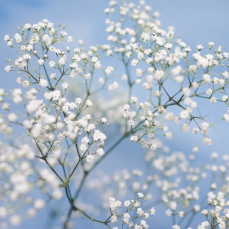 Graines de fleurs annuelles